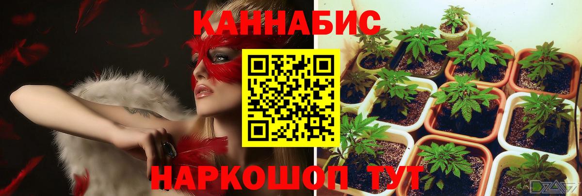 Бугуруслан  Шишки марихуана планчик  Вход с VPN  Марихуана AK-47  Бошки марихуана индика 